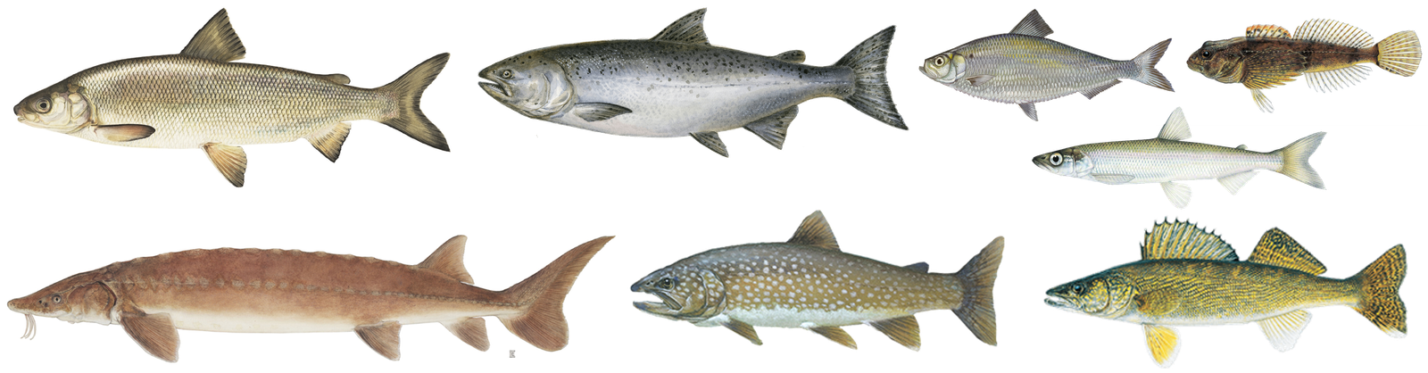 Illustrations of important Great Lakes fishes. Lake Whitefish, Chinook Salmon, Alewife, Round Goby, Rainbow Smelt, Walleye, Lake Trout and Lake Sturgeon.