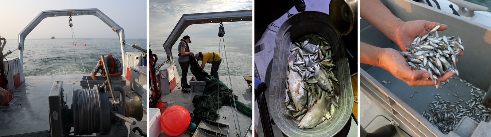 A small research vessel trawling for fishes and some resultant catch. 