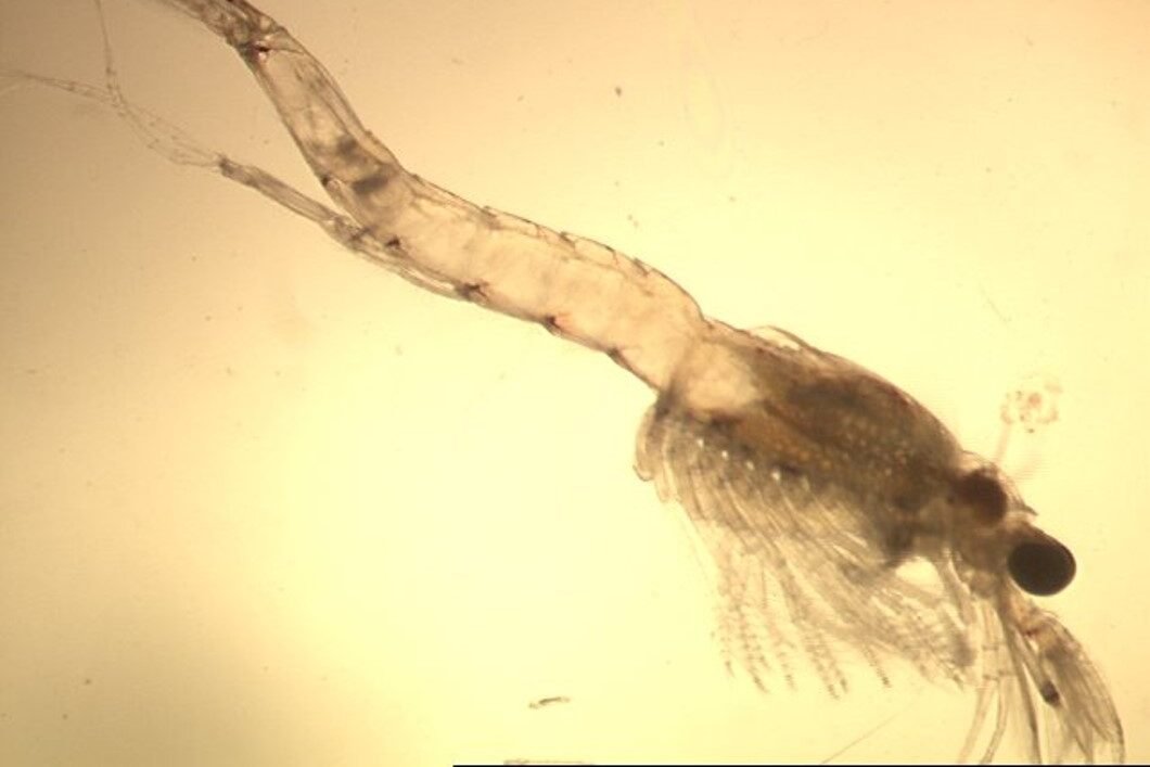 Male Mysis shrimp