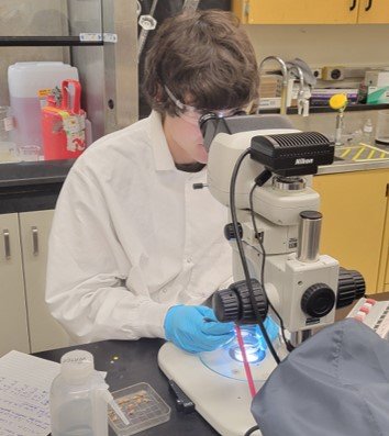 technician counts mysis using a microscope