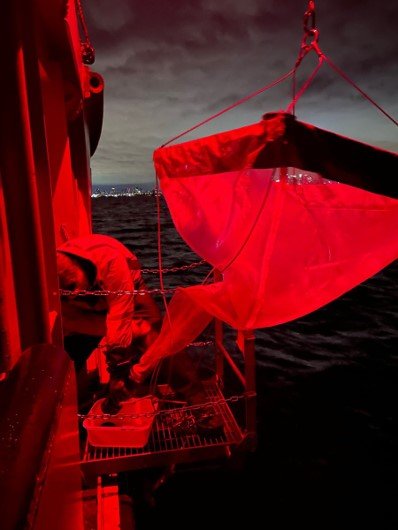 emptying net contents into a basin under red lights. City lights of Toronto are in the background.
