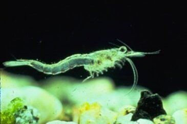 Mysis shrimp swimming near bottom.